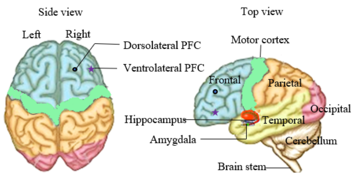 Human brain anatomy and lobe regions